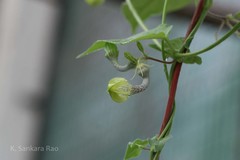 Ceropegia hirsuta
